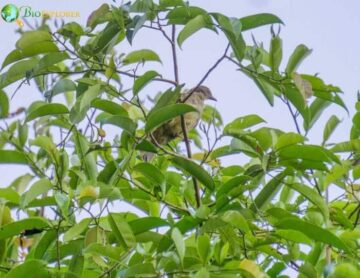 Puerto Rican Tanager