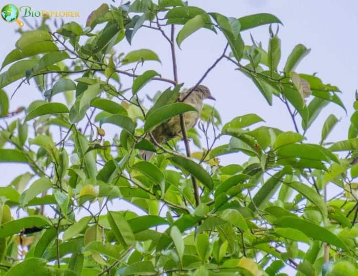Puerto Rican Tanager