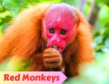 Red Monkeys