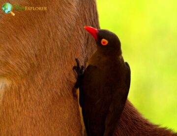 Red-billed Oxpecker
