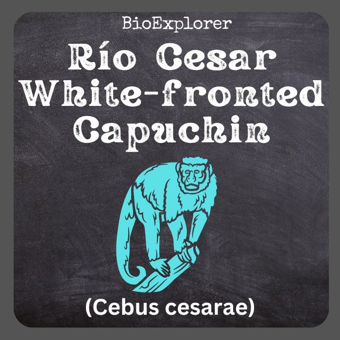 Río Cesar White-fronted Capuchin
