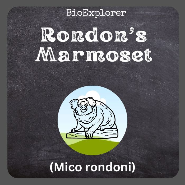 Rondon’s Marmoset