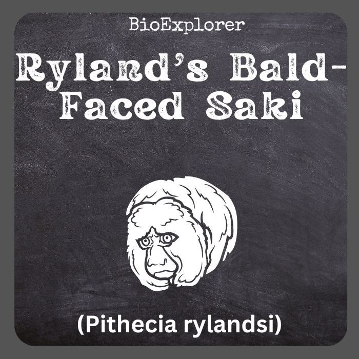 Ryland's Bald-faced Saki