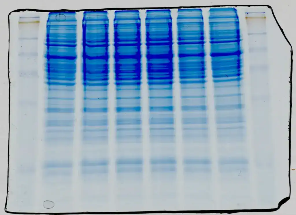 Coomassie blue-stained SDS-PAGE polyacrylamide gel showing separated protein bands arranged in vertical lanes by molecular weight, with darker staining indicating higher protein concentration