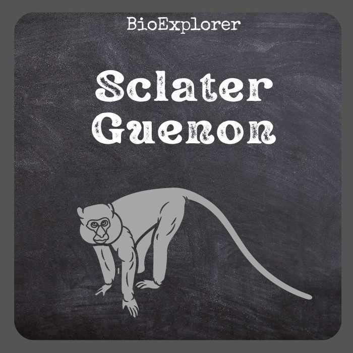 Sclater’s Guenon