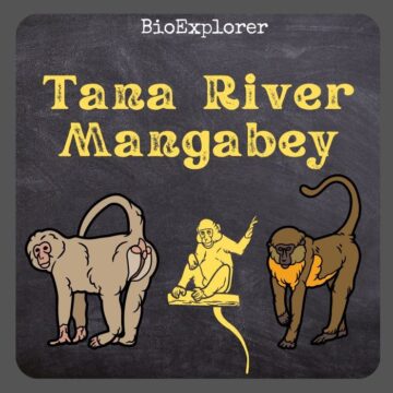 Tana River Mangabey
