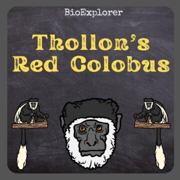 Thollon’s Red Colobus