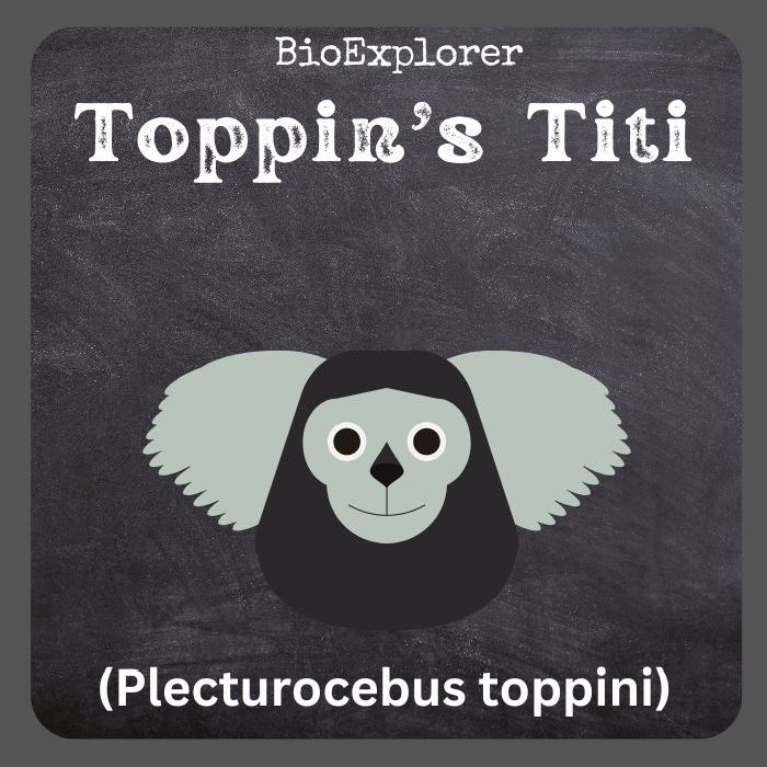 Toppin’s Titi