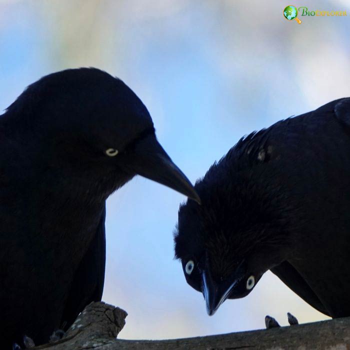 Torresian Crow Breeding Behavior