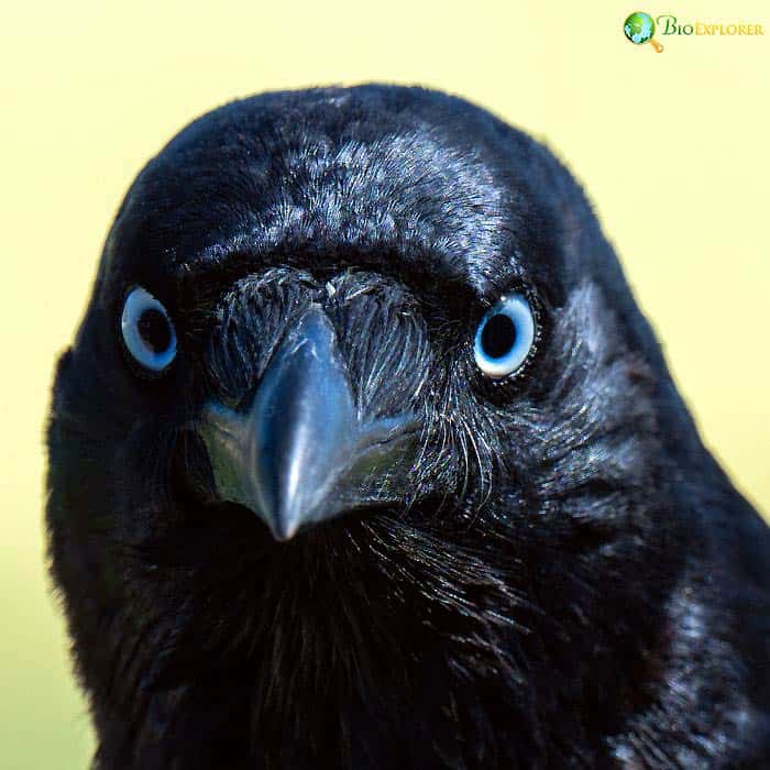 Torresian Crow Characteristics