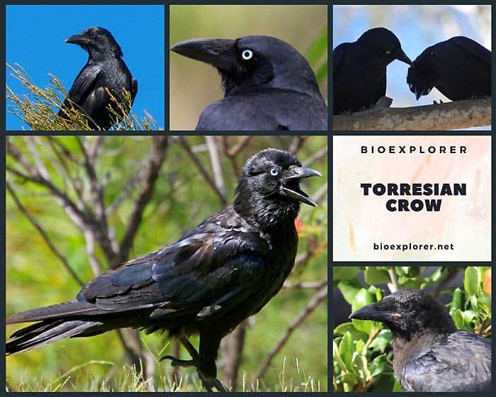 Torresian Crow Collage Image