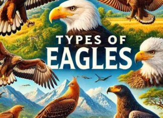 Types of Eagles