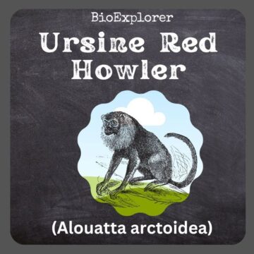 Ursine Howler