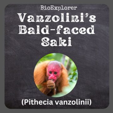 Vanzolini’s Bald-faced Saki