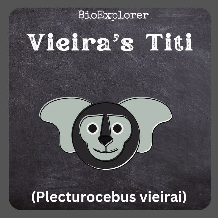 Vieira’s Titi