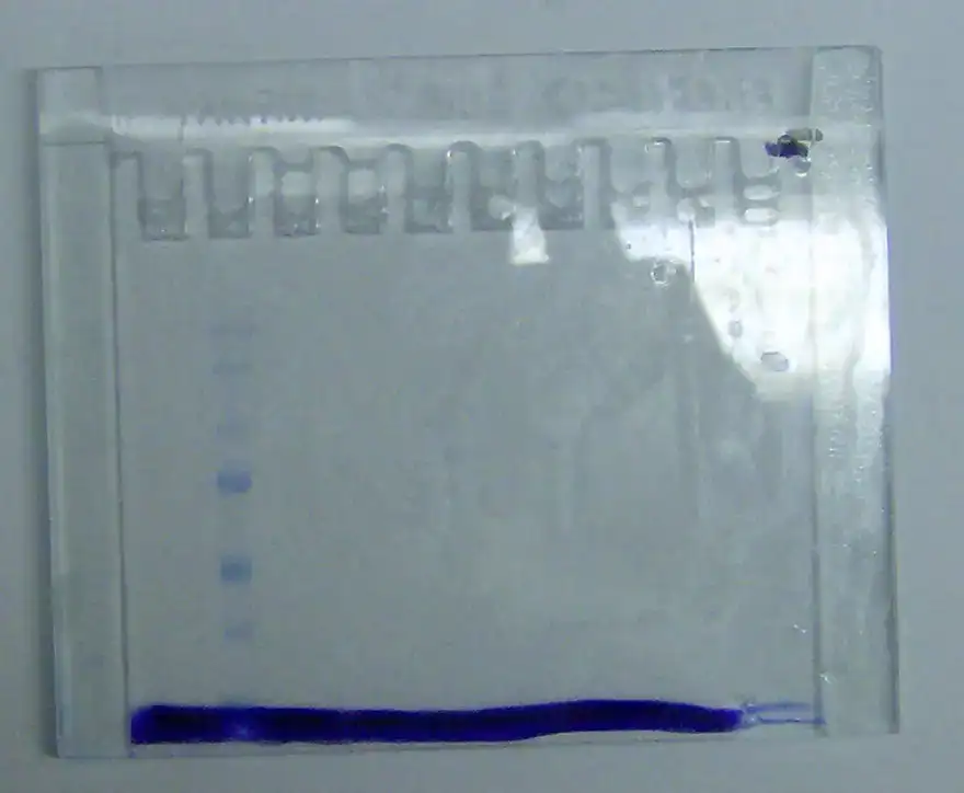 Western blot membrane showing numbered antibody-detected protein bands across multiple sample lanes, used to identify and compare the presence of a specific target protein