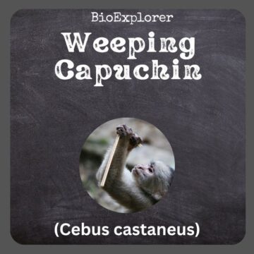 Weeping Capuchin