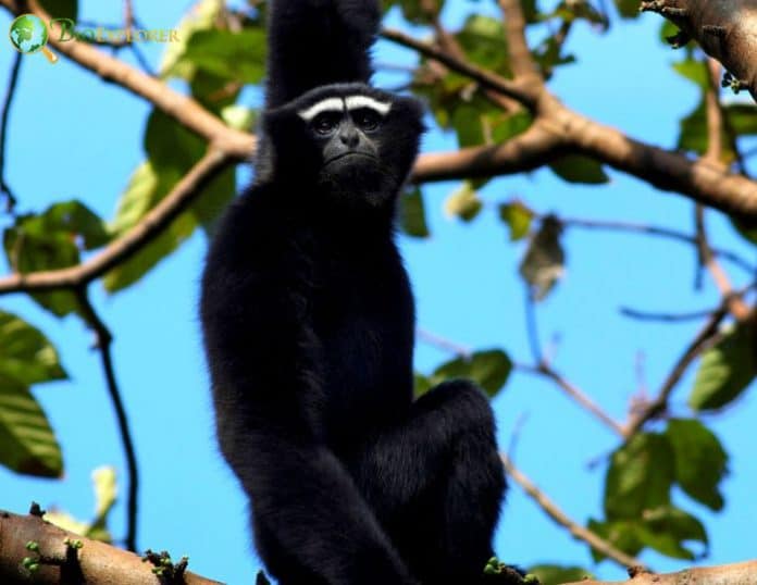 Western Hoolock Gibbon Characteristics | Hoolock Hoolock Facts