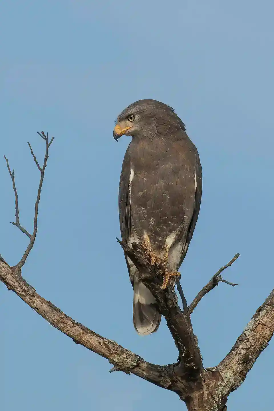 Western Banded Snake Eagle