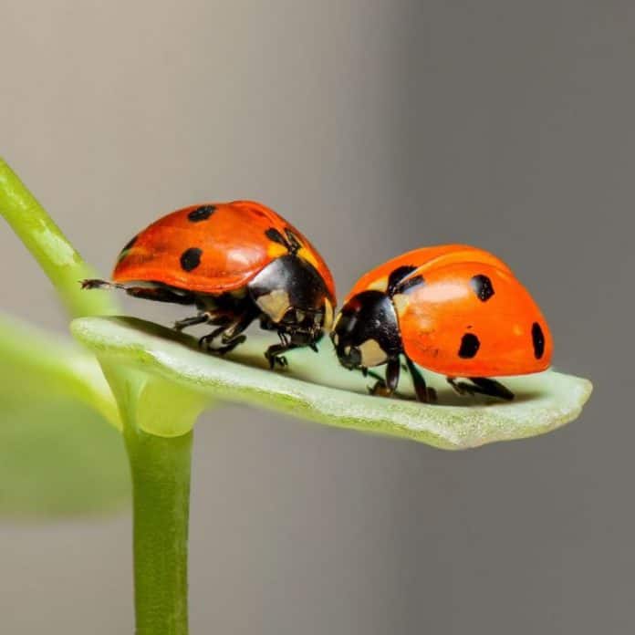 What Do Ladybugs Eat Ladybug Diet By Species Bioexplorer 