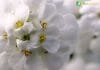 Candytuft