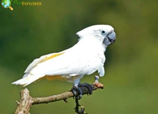 White Cockatoo