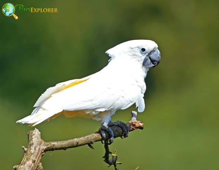 White Cockatoo