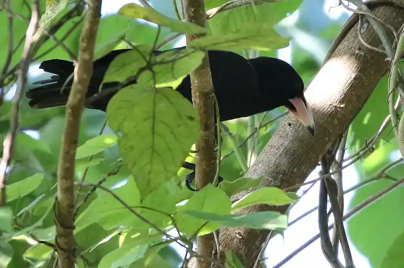 A close-up shot of White-billed crow sitting on a tree branch