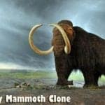 Woolly Mammoth Clone