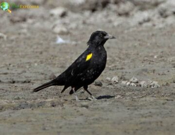 Yellow-winged Blackbird