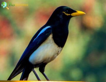 Yellow-billed Magpie