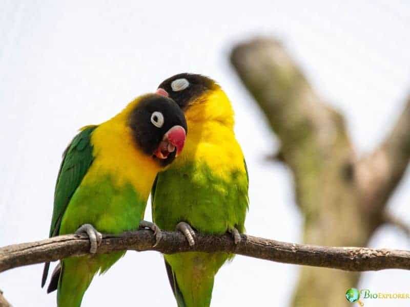 Yellow-collared lovebirds sitting close together on a branch with green bodies, yellow chests, and dark facial masks