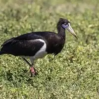 Abdim's stork with glossy black plumage and blue facial skin walking through green grass in Tanzania