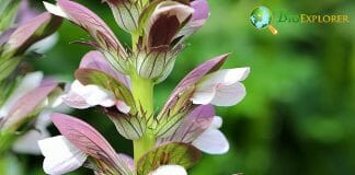 Acanthus