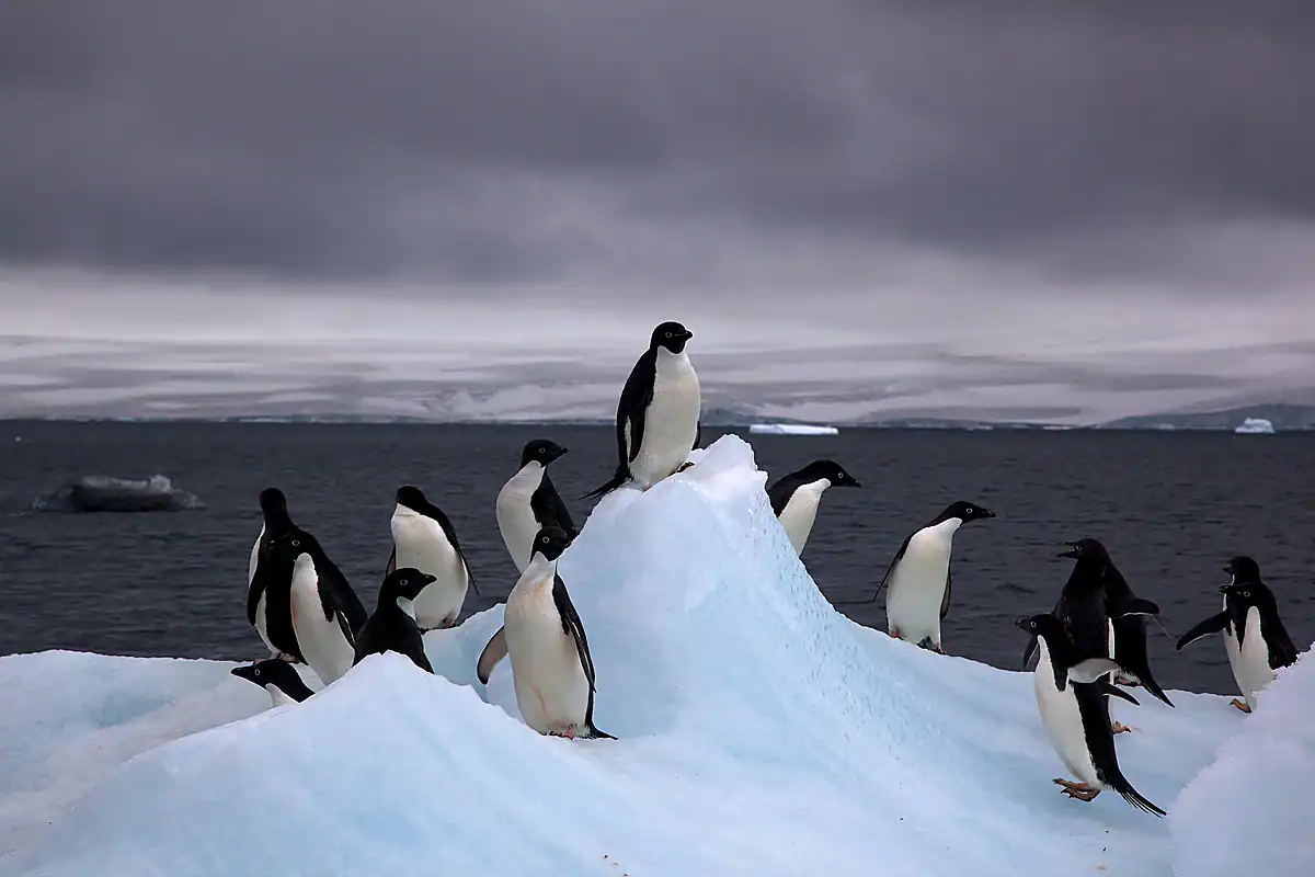 A group of Adelie Penguins standing on a snowy iceberg under a gray Antarctic sky
