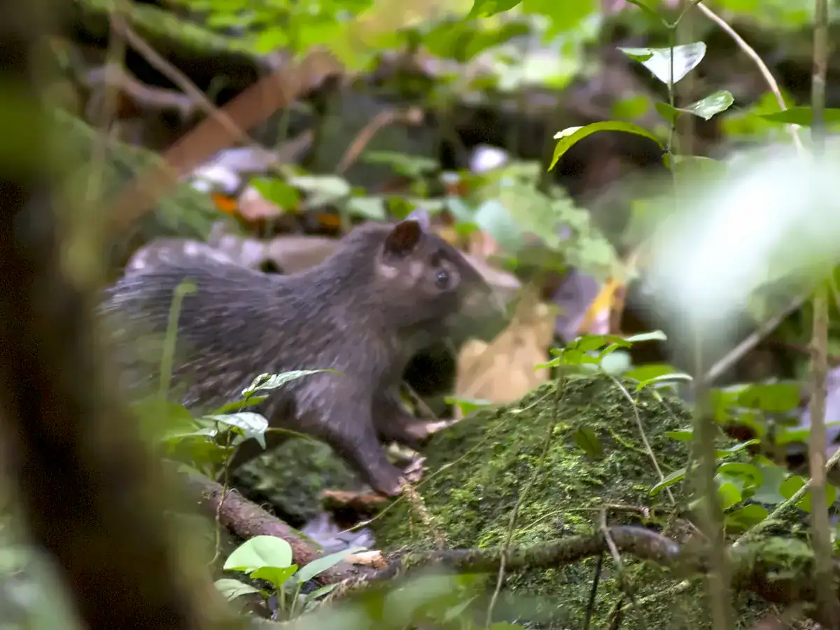 African Brush-tailed Porcupine on the rainforest floor in Equatorial Guinea, showing its slim body and flattened spines