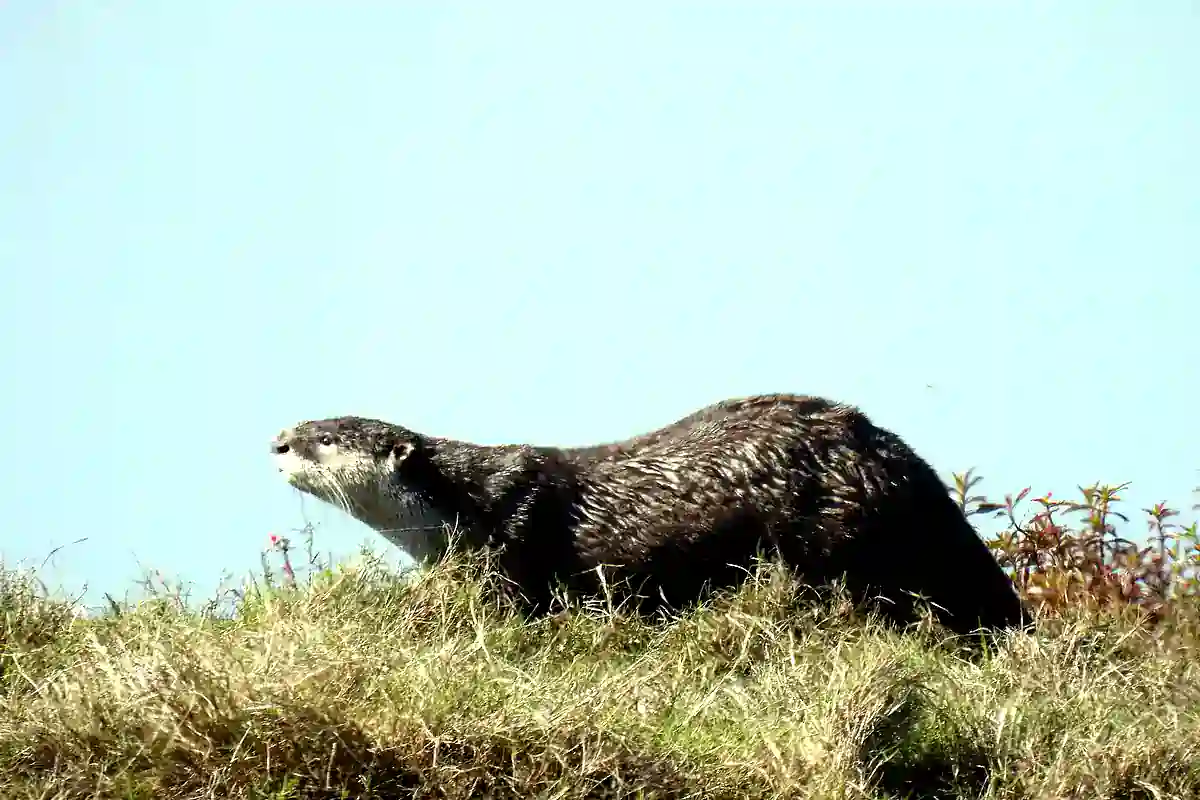 African clawless otter on a riverbank showing its white throat and bare, clawless front paws