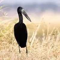 African openbill with glossy blackish plumage and gapped bill on a riverbank in Botswana