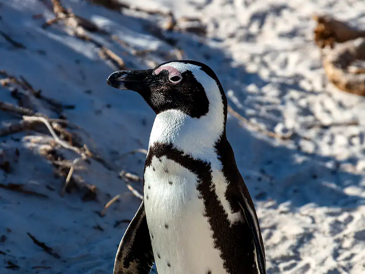 An African Penguin with a black chest band and pink eye patch on the sand at Boulders Beach, South Africa