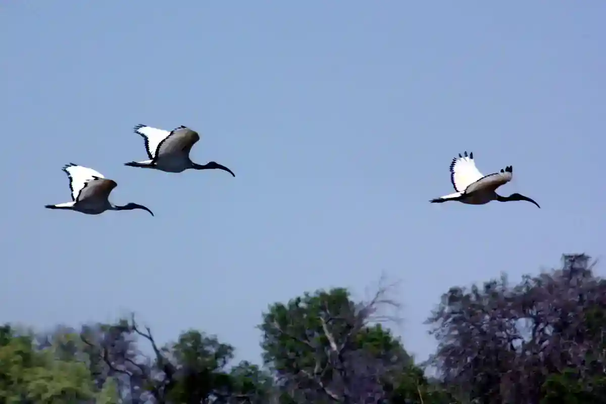 African Sacred Ibises in flight showing white bodies, bare black heads and black wingtips