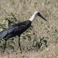 African woolly-necked stork with glossy black body and fluffy white neck in the Serengeti, Tanzania