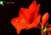 Amaryllis
