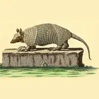 Hand-colored plate of a naked-tailed armadillo labeled Dasypus duodecimcinctus from Schreber's Die Säugthiere