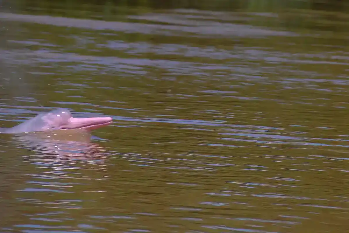 Amazon river dolphin (Inia geoffrensis), also called the boto Pink Amazon river dolphin surfacing, long slender beak visible