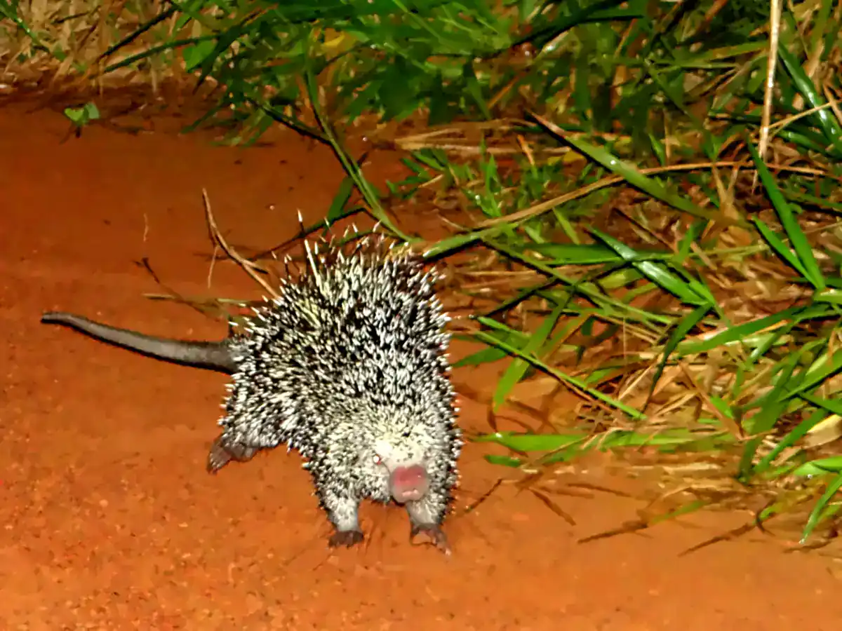 Amazonian Long-tailed Porcupine walking on red soil at night in Bolivia, showing salt-and-pepper quills and a long tail