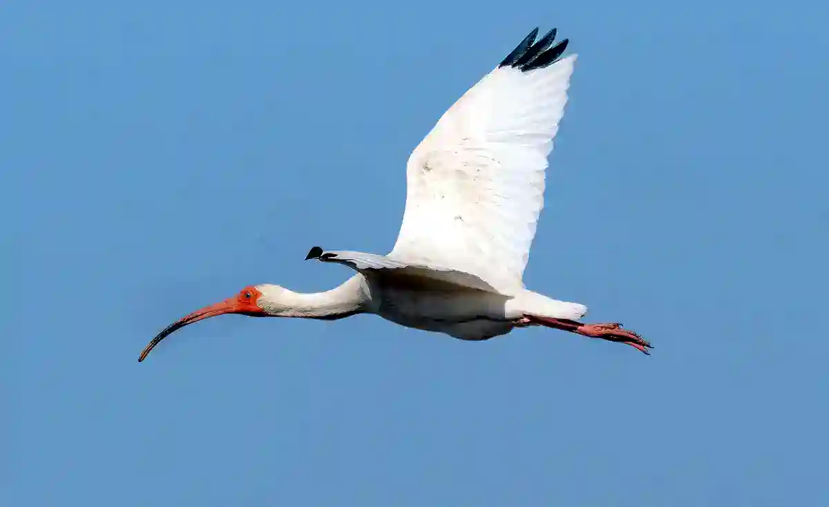 American White Ibis in flight showing white plumage, black wingtips and a long red decurved bill