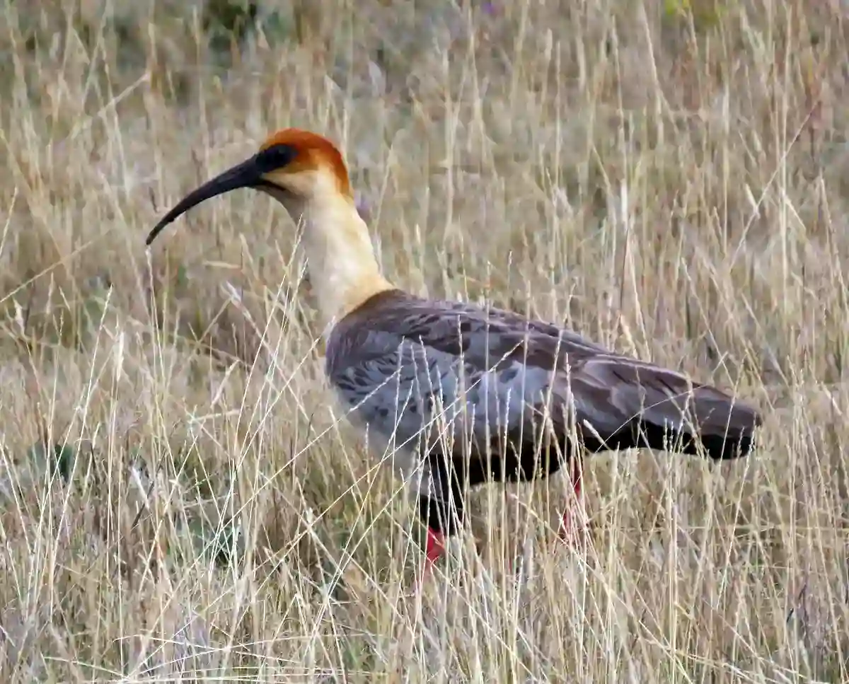 Andean Ibis foraging in dry high-altitude grassland
