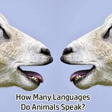 Animal Languages