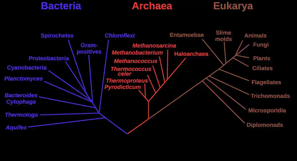 Classic three-domain tree of life showing Bacteria, Archaea, and Eukarya branches based on ribosomal RNA