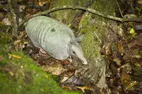 Armadillo in Congaree National Park, South Carolina Mexican long-nosed armadillo foraging in leaf litter in Congaree National Park, South Carolina